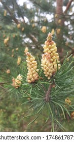 pine tree pollen in spring