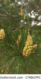 pine tree pollen in spring 