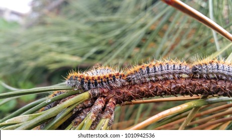 Pine Tree Processionary Caterpillars