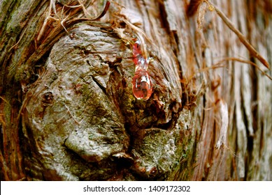 Pine Tree With Red Sap