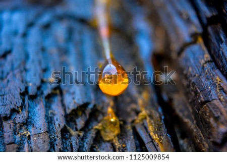 Pine tree resin drop (like yellow amber) on dark burnt bark background