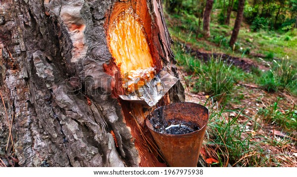  pine tree resin extraction and collection process\
highly detailed photograph in india,Organic life concept: leaking\
bright yellow drops of pine tar, resin. dark tree bark background,\
summer day