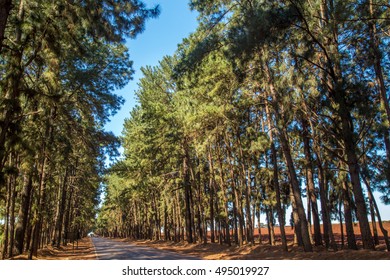 pine tree road trunk