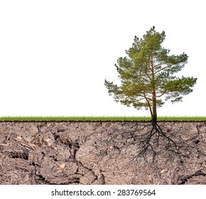 pine tree with root in soil isolated on white background