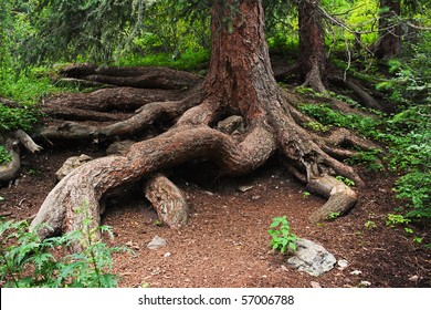Pine tree root in summer mountain forest