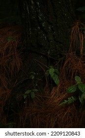 Pine Tree Roots After Rain