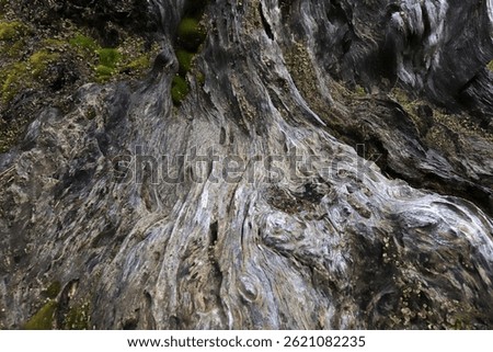 pine tree roots close up
