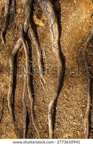 Pine tree roots covered with pine needles. Mountain slope. Yellow autumn surface.