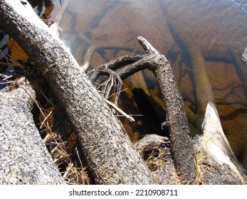 Pine Tree Roots Leading Into Fresh Water Lake