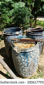 Pine Tree Sap Collected In Barrels