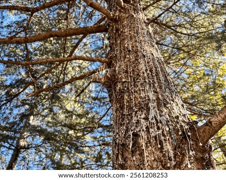 Pine tree sap comes from pine trees. The resin is obtained by tapping live pine trees
