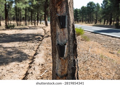 Pine tree with sap dripping into collection cups