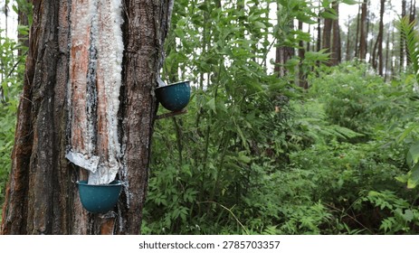 Pine Tree Sap Extraction Process: The Sap Dripping into a Collection Cup.
A close-up of traditional pine sap extraction at a forest plantation. The sap, or raw turpentine, drips into a plastic collection cup attached to the textured bark of a tapped pine tree trunk.