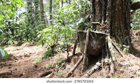 Pine Tree Sap Extraction Process: The Sap Dripping into a Collection Cup.
A close-up of traditional pine sap extraction at a forest plantation. The sap, or raw turpentine, drips into a plastic collection cup attached to the textured bark of a tapped pine tree trunk.