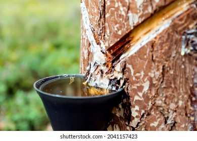 Pine Tree Sap To Get Pine Resin