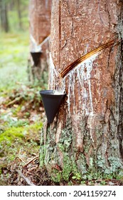 Pine Tree Sap To Get Pine Resin