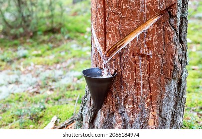 Pine Tree Sap To Get Pine Resin