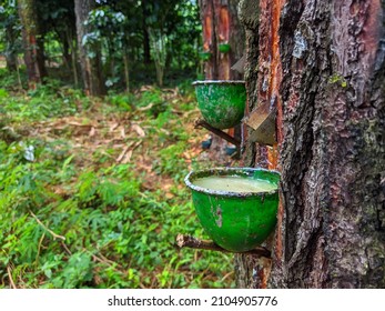 Pine Tree Sap In Green Bowl