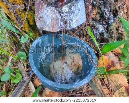 pine tree sap sealed in a small container