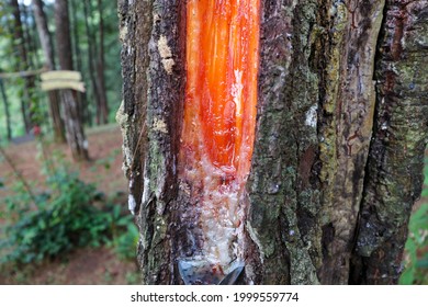 Pine Tree Sap That Will Be Used