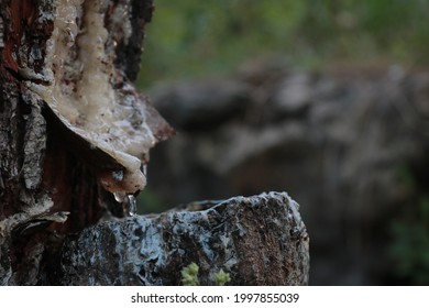 Pine Tree Sap Used For Agriculture