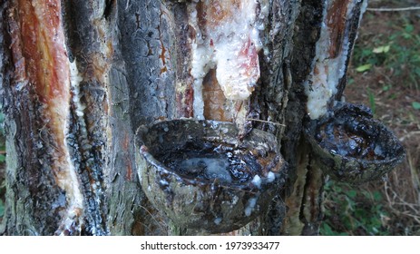 Pine Tree Scored And The Resin Sap Is Collected In Coconut Shell