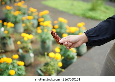 A Pine Tree Seed Is Held By A Girl In A Flower Plantation