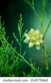 A Pine Tree Seed That Grows Is Shaped Like A Virus