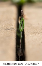 Pine Tree Seedling Growing Between Concrete Slabs