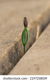 Pine Tree Seedling Growing Between Concrete Slabs