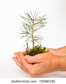 Pine tree seedlings. Planting of pine seedlings. A young pine trees in your hands.