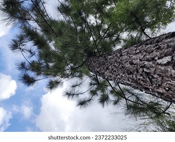 Pine tree seen from below
