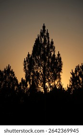 Pine tree in the silhouette.