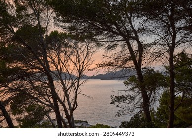 Pine tree silhouettes framing a tranquil sunset over the ocean and distant mountains