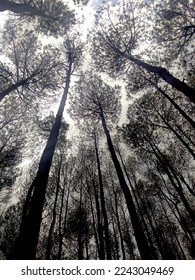 Pine tree to the sky when cloudy