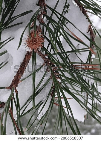 pine tree in the snow