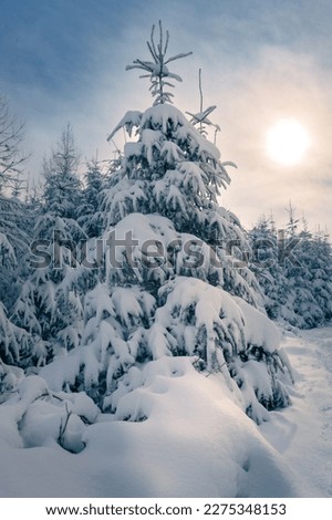 Pine tree in snow covered forest backlit with winter sun