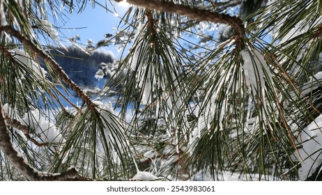 Pine tree with snow. Pine needles . Winter  - Powered by Shutterstock