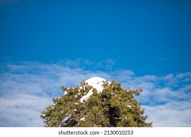 Pine tree with snow on it