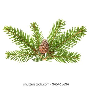 Pine Tree Sprig With Cone Isolated On White Background. Coniferous Plant