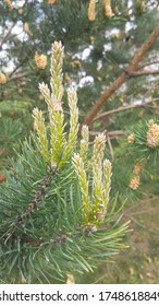 pine tree sprouts in spring