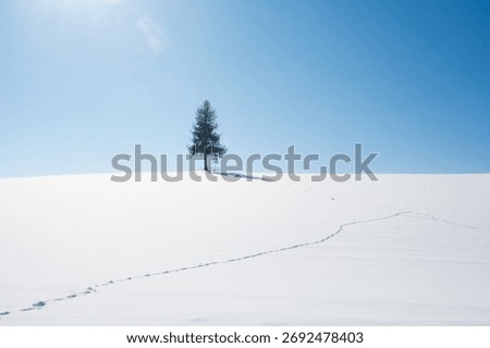 Pine tree standing in the snow field with the blue sky

