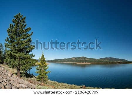 Pine tree stands above the waters of a large reservoir in the mountains of northern California.