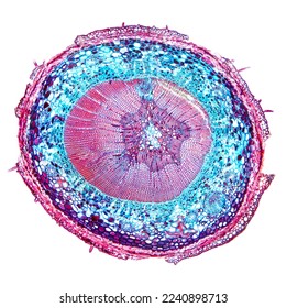 Pine tree stem, cross section, 20X light micrograph. Conifer tree in the genus Pinus of the family Pinaceae, C.S. under the light microscope. Stained for better visualization. Isolated, over white.