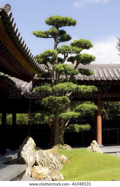 Pine Tree Stone Decoration Chinese Garden Stock Photo Edit Now