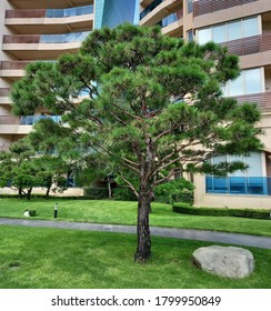 Pine tree with stone lower right and the building behind