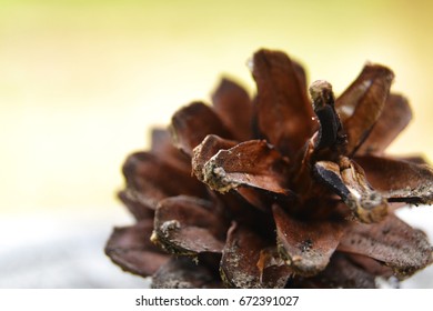 A pine tree strobile detail