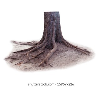pine tree stump isolated white background