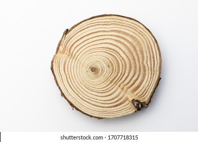 Pine tree stump on white background