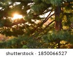 Pine tree with sunlight shing through